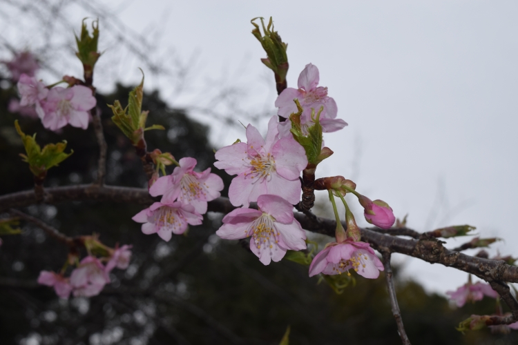桜の開花状況
