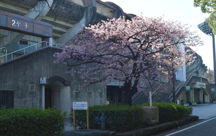 桜の開花状況