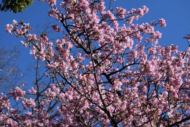 桜の開花状況