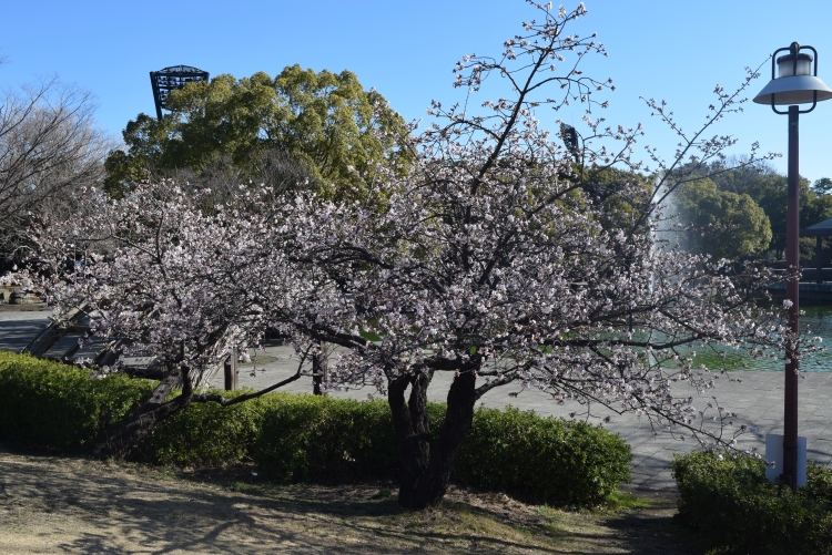 桜の開花状況