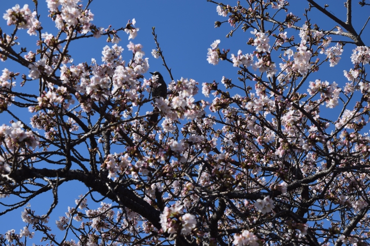 桜の開花状況