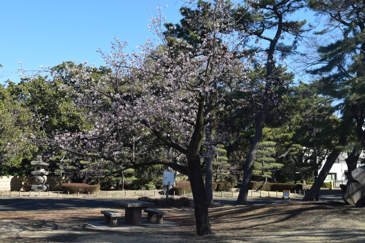 桜の開花状況