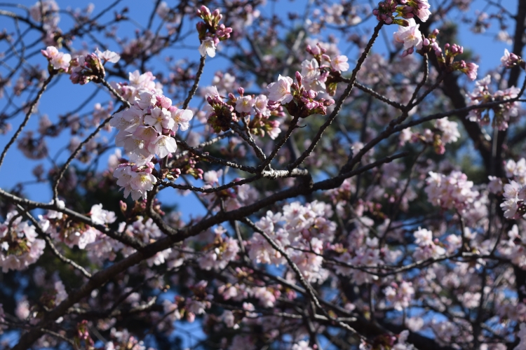 桜の開花状況