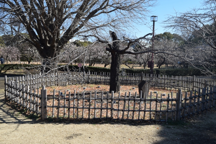 桜の開花状況