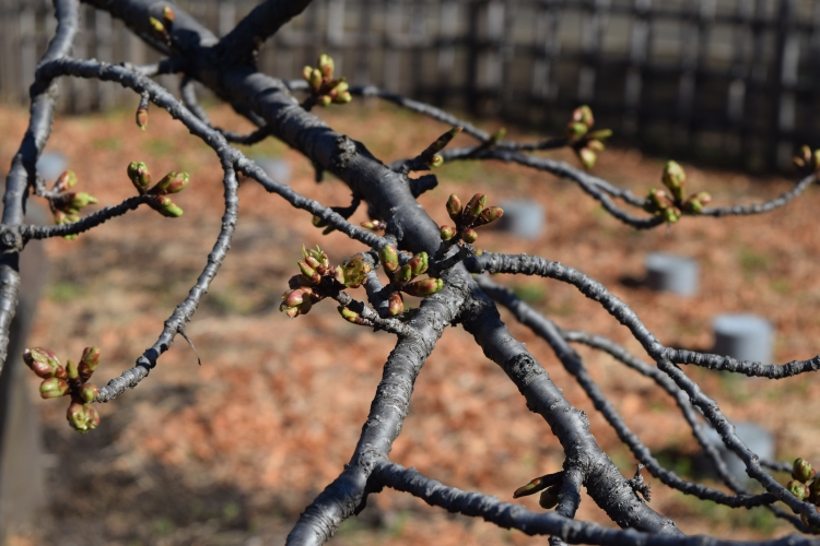 桜の開花状況