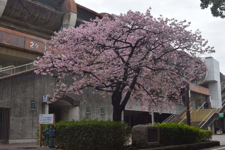 桜の開花状況