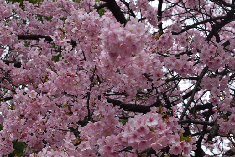 桜の開花状況