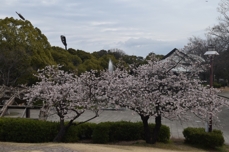 桜の開花状況
