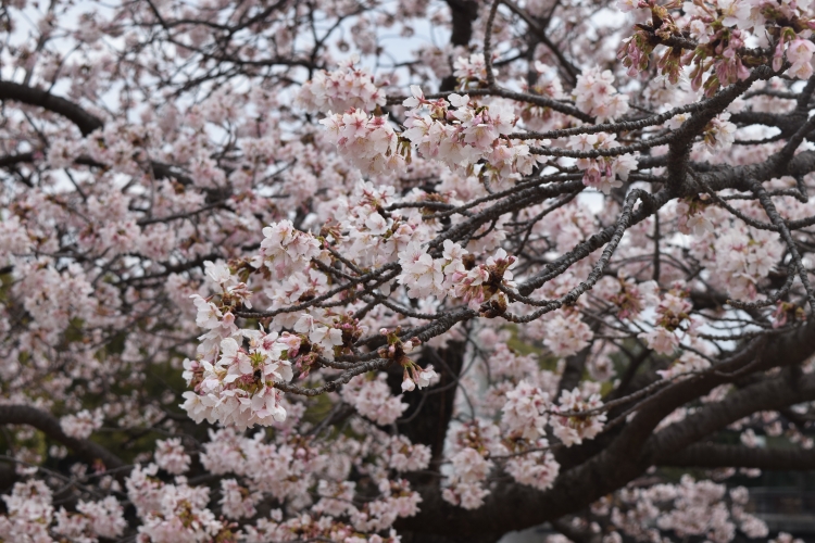 桜の開花状況