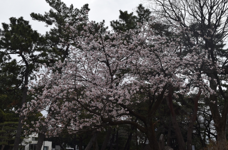 桜の開花状況