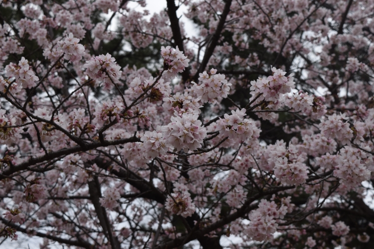 桜の開花状況