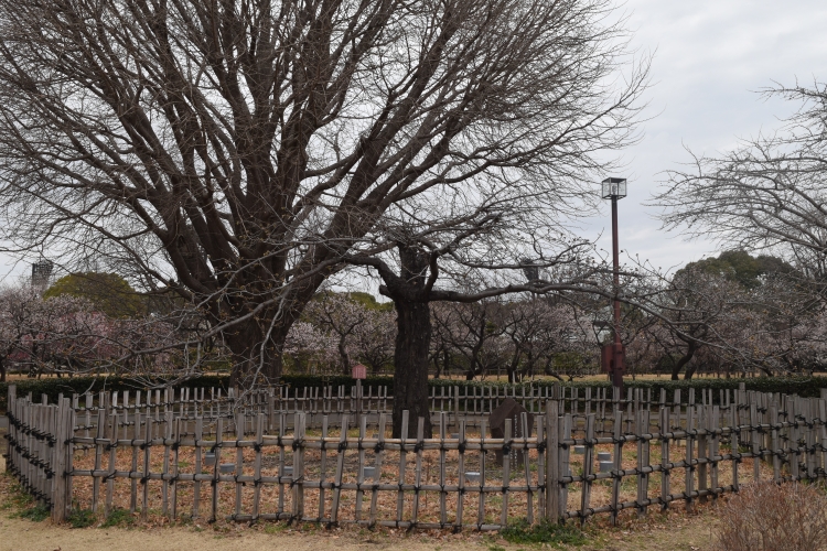 桜の開花状況