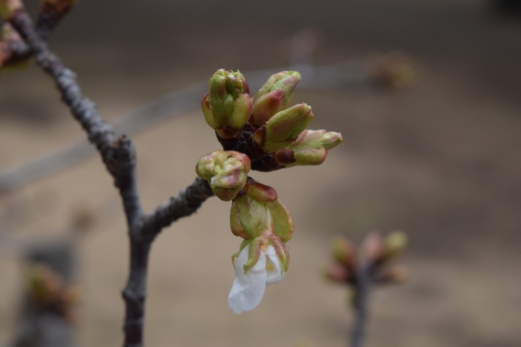 桜の開花状況
