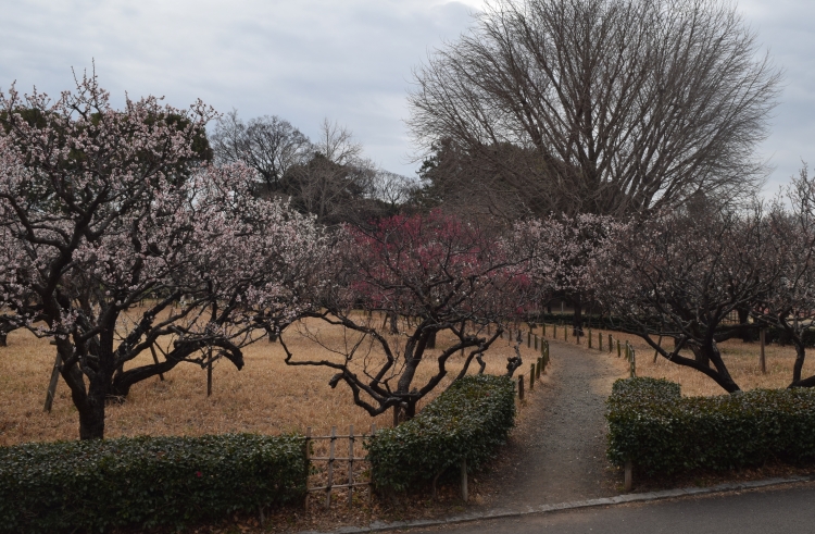 梅林写真