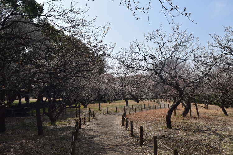 梅林写真