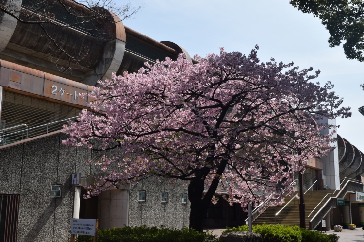 桜の開花状況