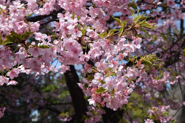 桜の開花状況