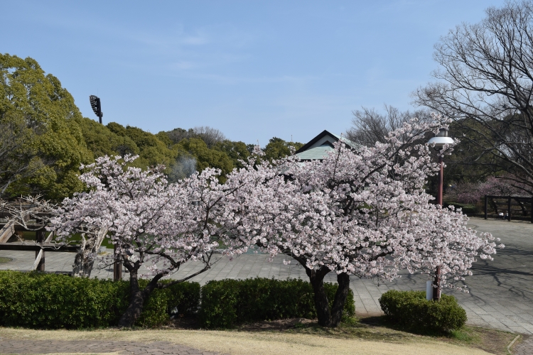 桜の開花状況