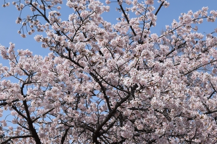 桜の開花状況
