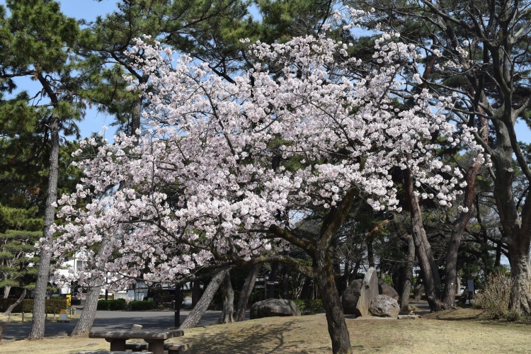 桜の開花状況