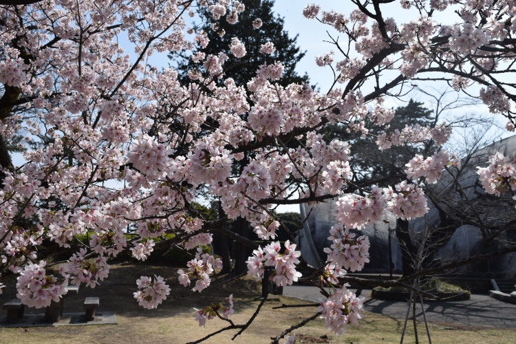 桜の開花状況