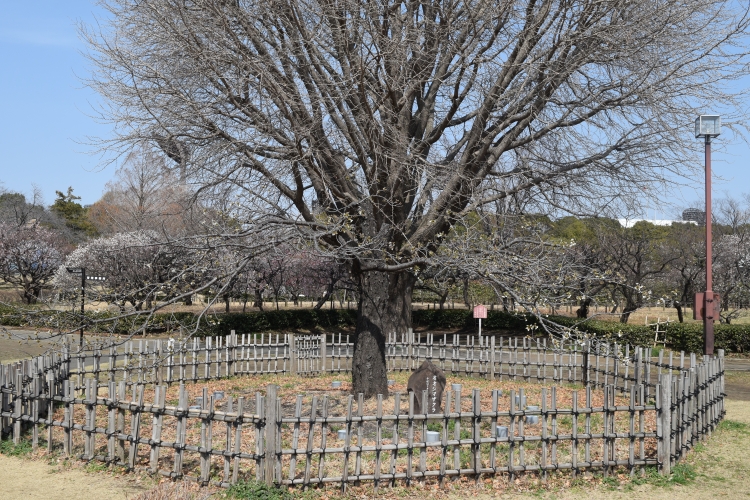 桜の開花状況