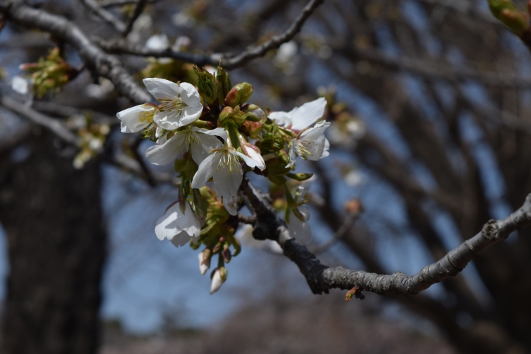桜の開花状況
