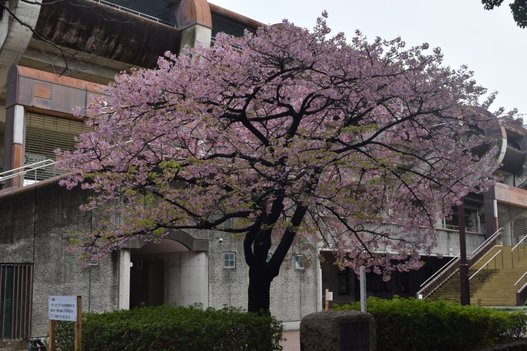桜の開花状況
