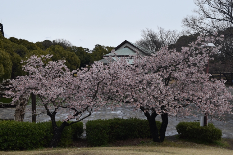 桜の開花状況