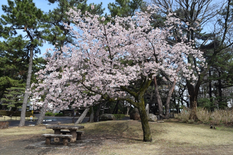 桜の開花状況