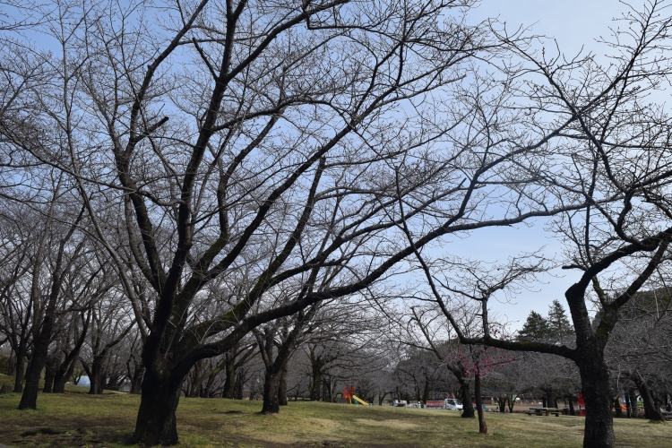桜の開花状況
