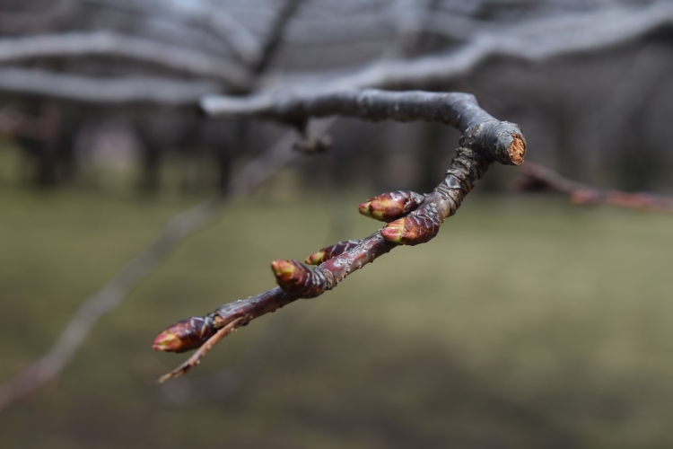 桜の開花状況