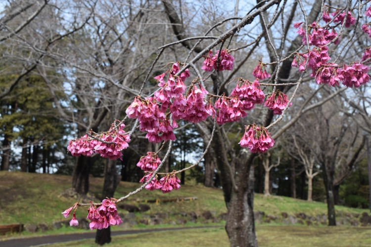 桜の開花状況