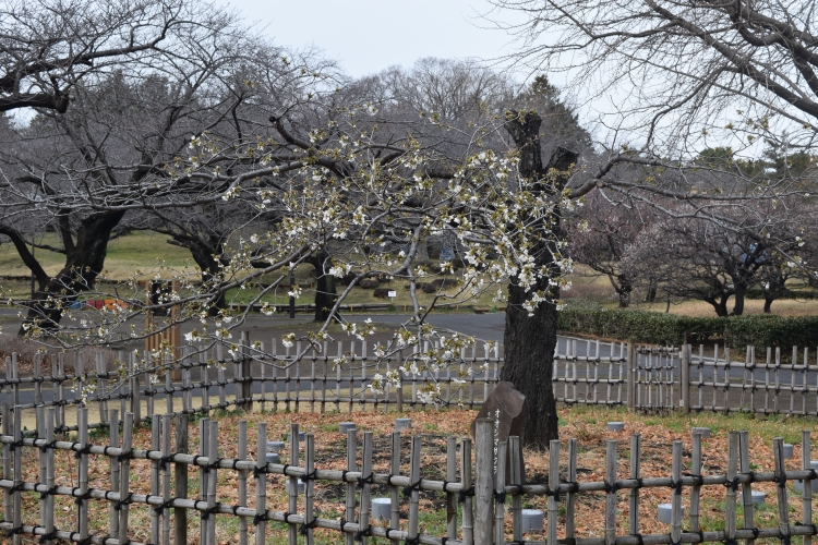 桜の開花状況