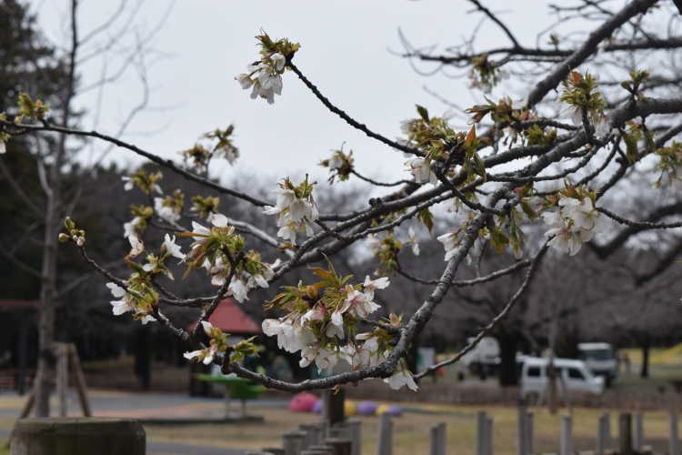 桜の開花状況
