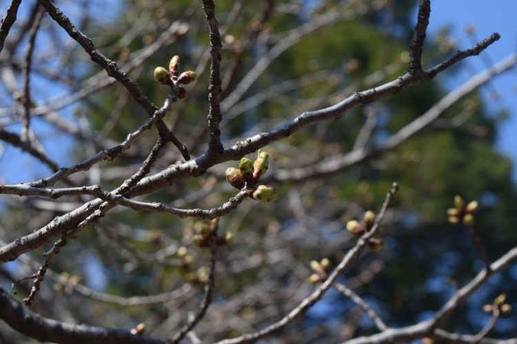 桜の開花状況