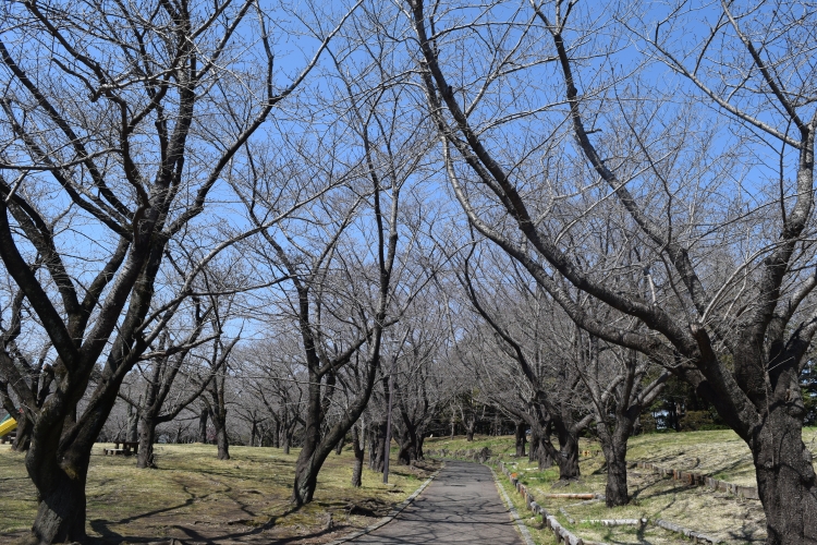 桜の開花状況