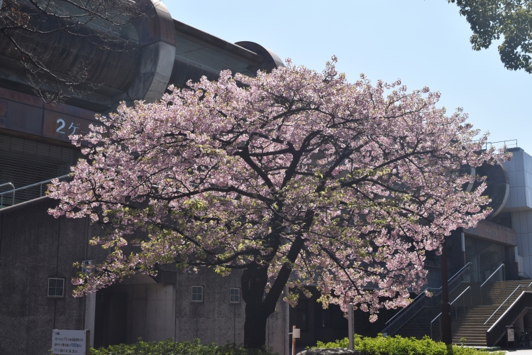 桜の開花状況