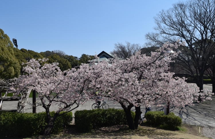 桜の開花状況