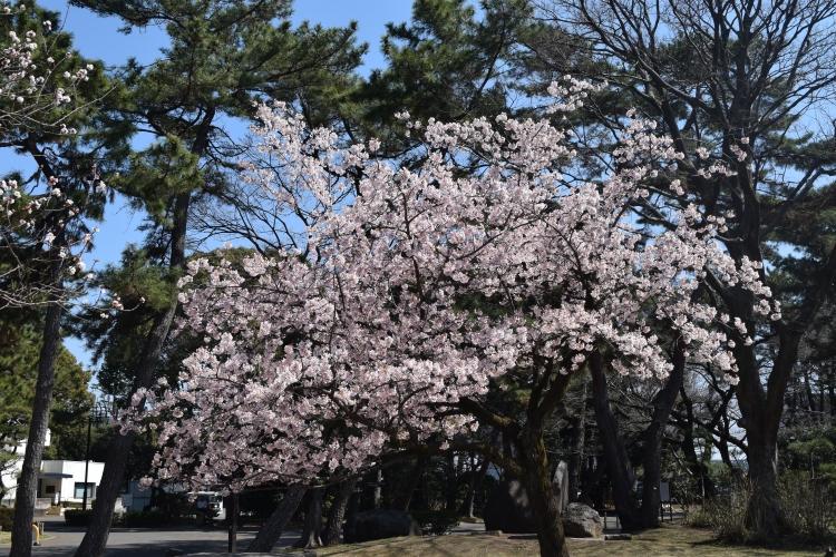桜の開花状況