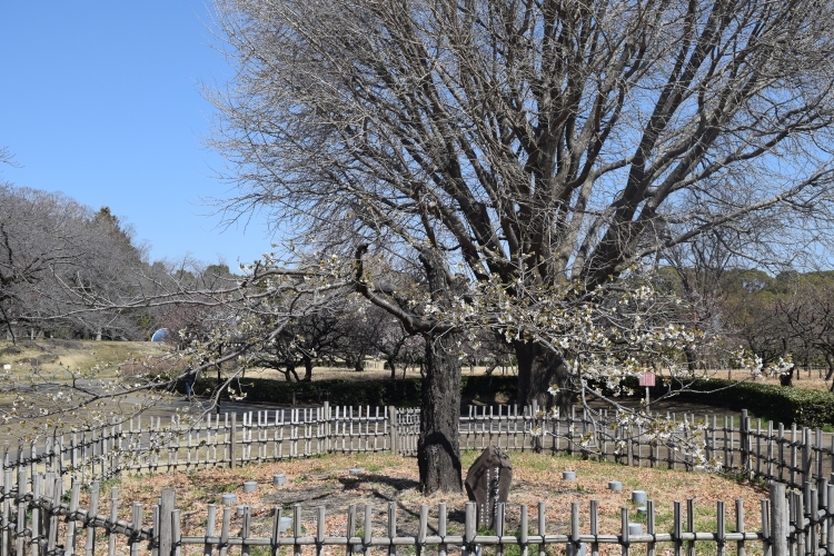 桜の開花状況