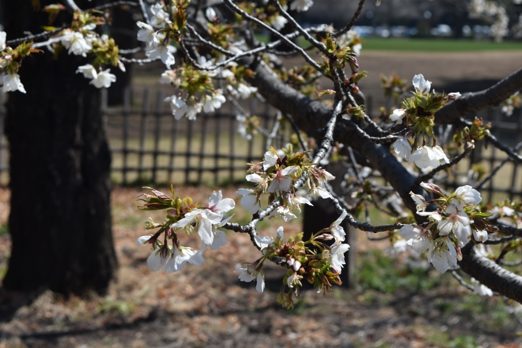 桜の開花状況