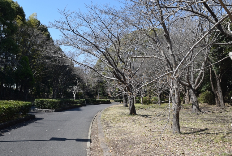 桜の開花状況