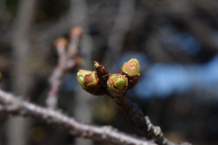 桜の開花状況
