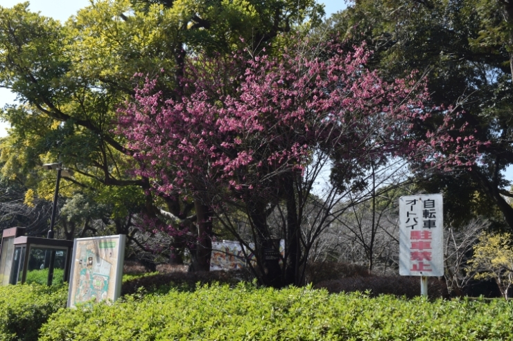 桜の開花状況