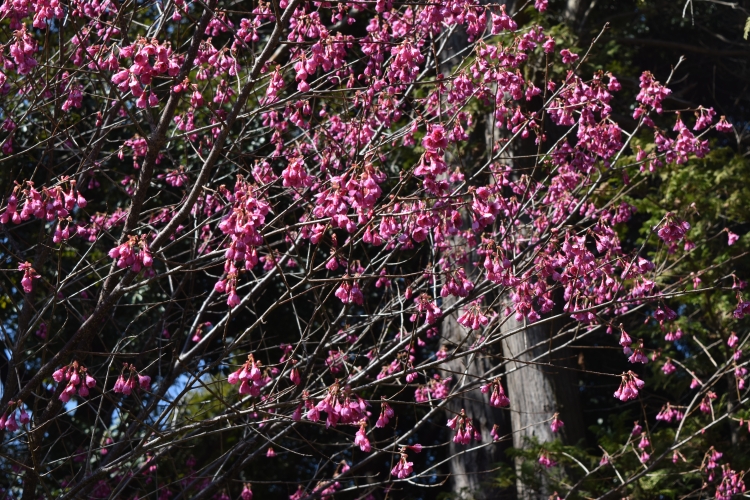 桜の開花状況