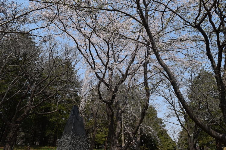 桜の開花状況