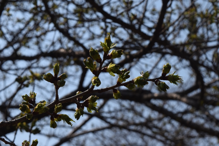 桜の開花状況