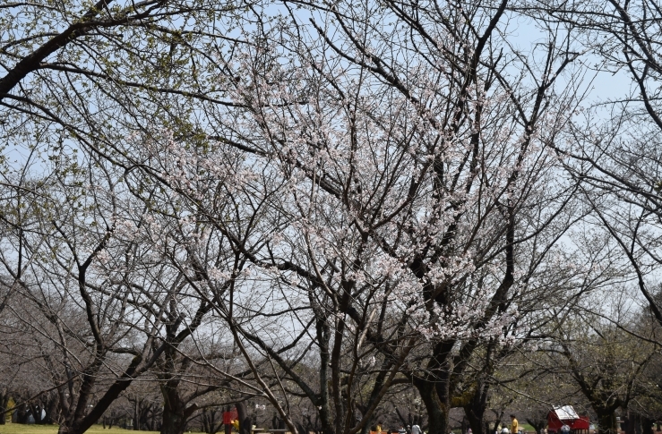 桜の開花状況