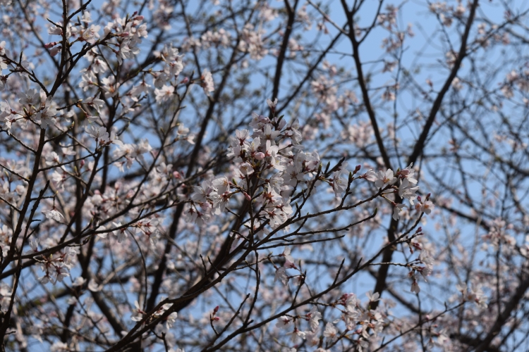 桜の開花状況